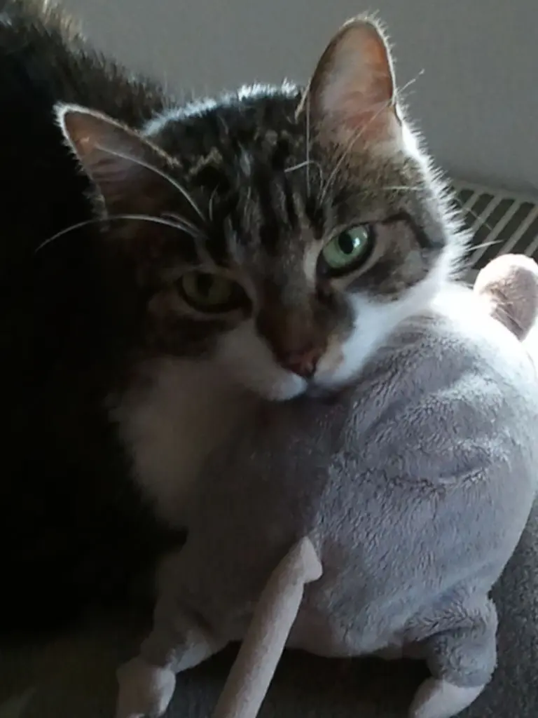 Condolence image of Anja mit Maja im ❤️