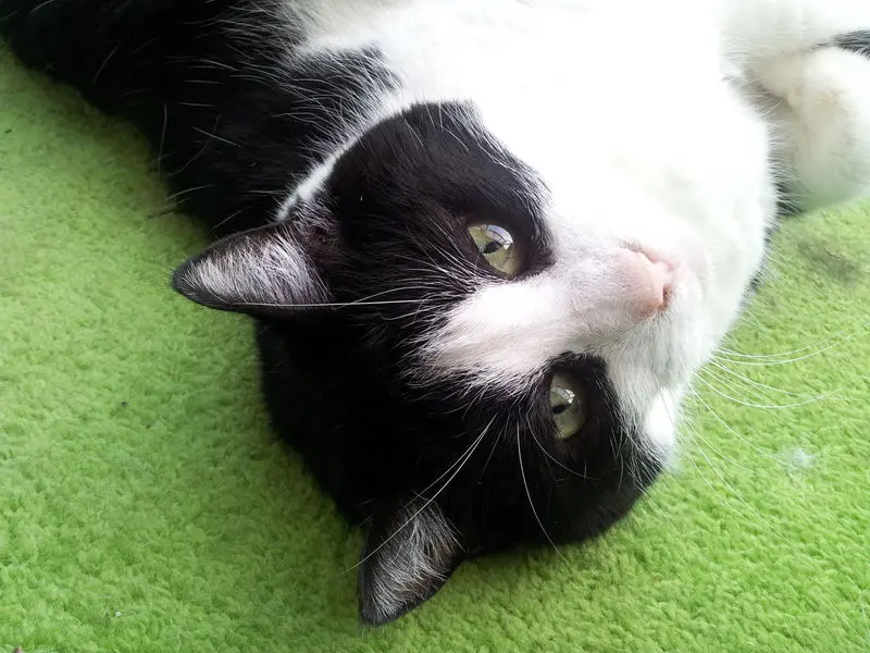 Condolence image of deiner Ilse zum 40. Gedenkmonat