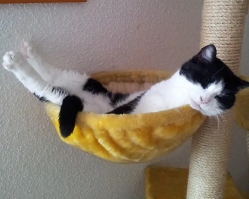 Condolence image of deiner Ilse zum 41. Gedenkmonat