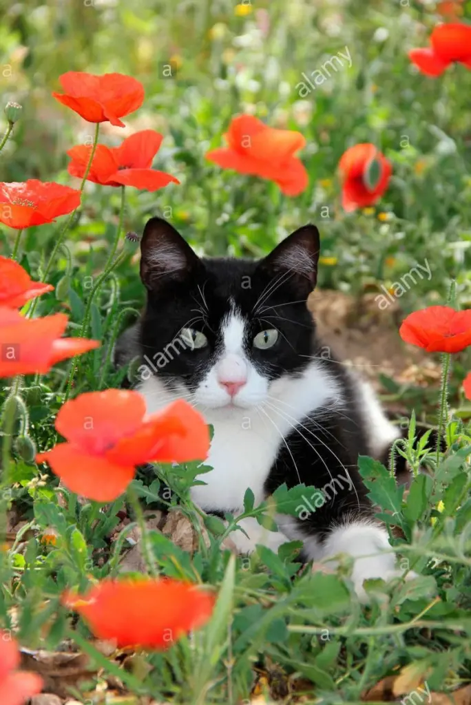 Condolence image of Tanja mit Timmy im Herzen 