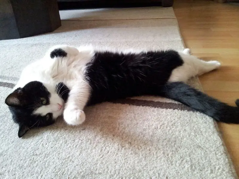 Condolence image of deiner Ilse zum 42. Gedenkmonat