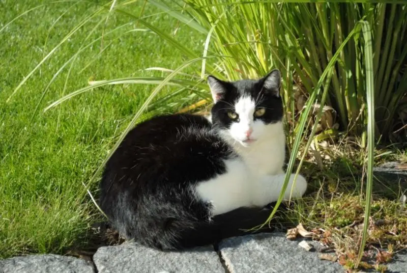 Condolence image of Tanja mit Timmy im Herzen 