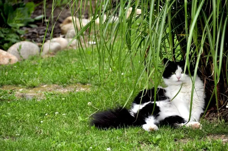 Condolence image of Tanja mit Timmy im Herzen 