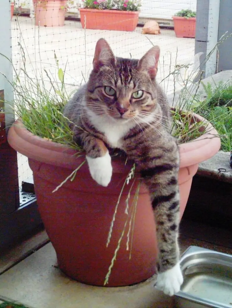 Condolence image of deiner Ilse in Liebe