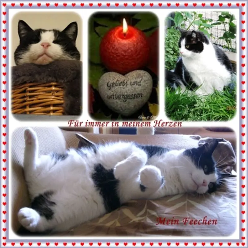 Condolence image of deiner Ilse zum 46. Gedenkmonat