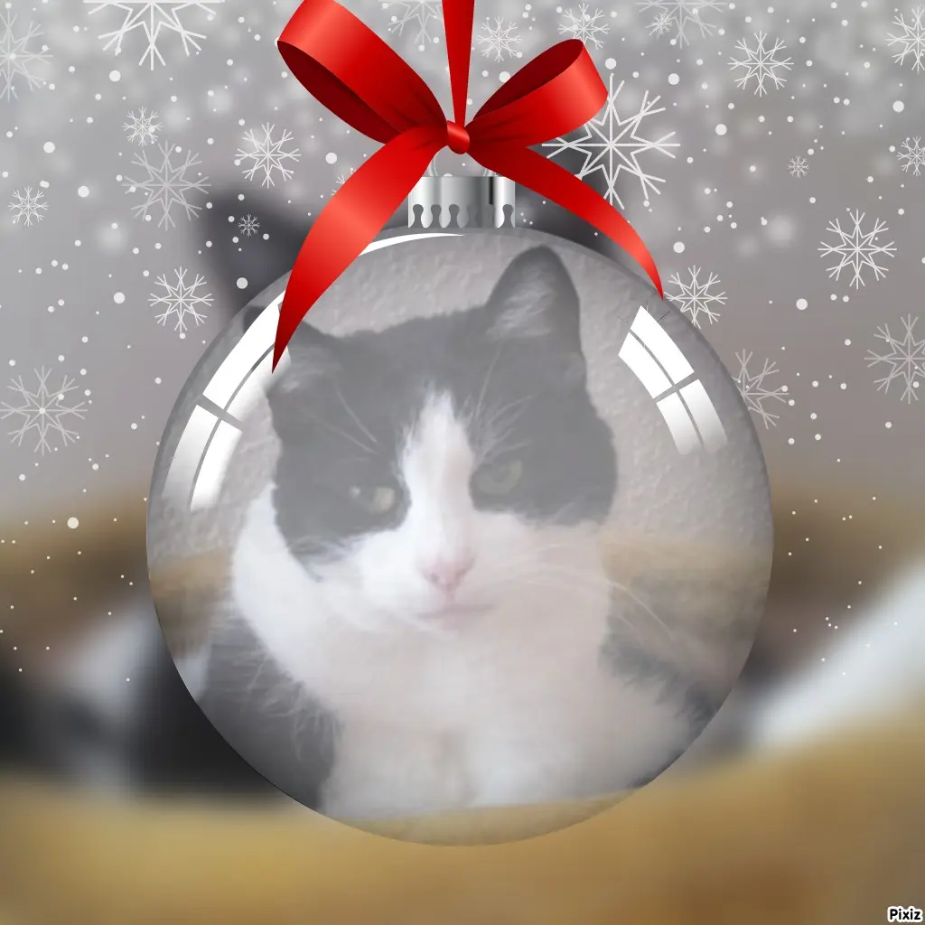 Condolence image of Tanja mit Timmy im Herzen 