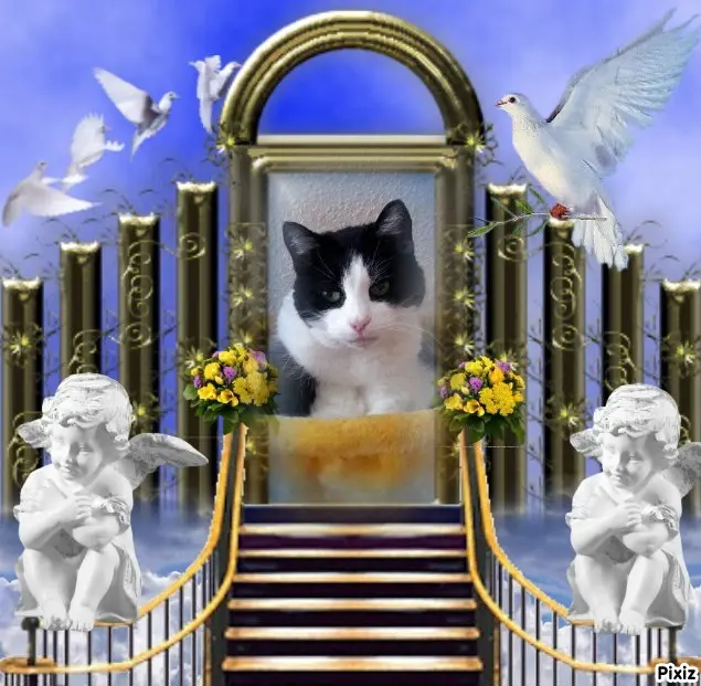 Condolence image of Tanja mit Timmy im Herzen 