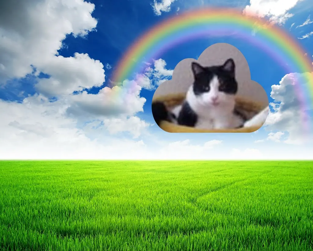 Condolence image of Jutta mit Purzel tief im Herzen  ✟ 08.05.2016 