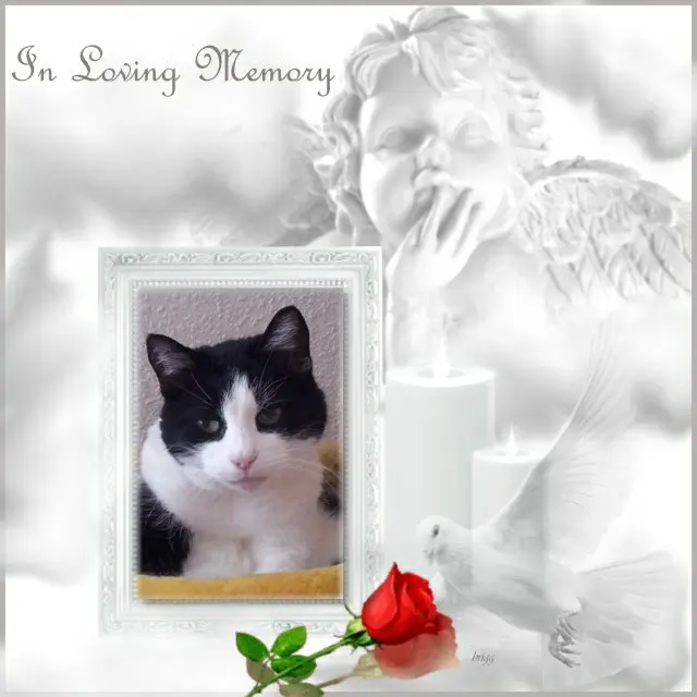 Condolence image of 4.Sternchen❤️Gedenktag❤️❤️❤️❤️