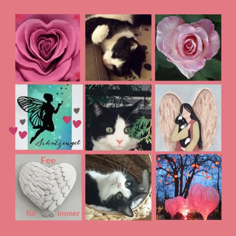 Condolence image of Rosen für Fee zum 4. Sternchengeburtstag 