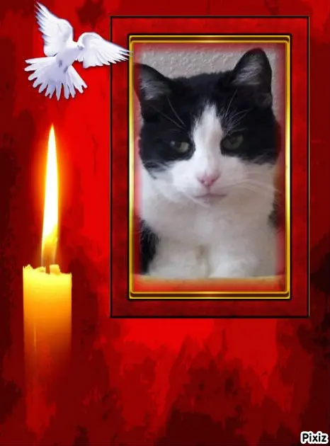 Condolence image of Tanja mit Timmy im Herzen 