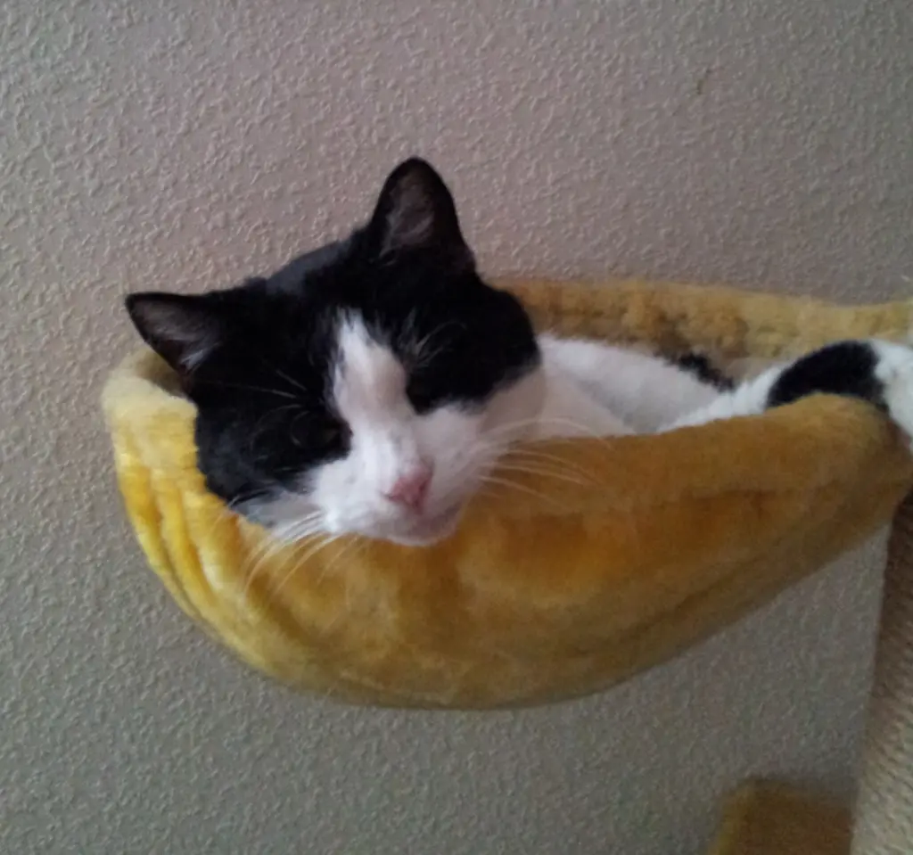 Condolence image of deiner Ilse in Liebe zum 49. Gedenkmonat