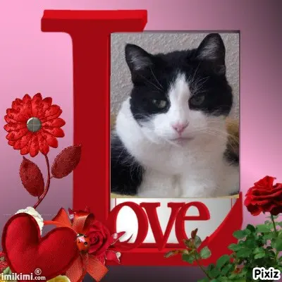 Condolence image of Tanja mit Timmy im Herzen 