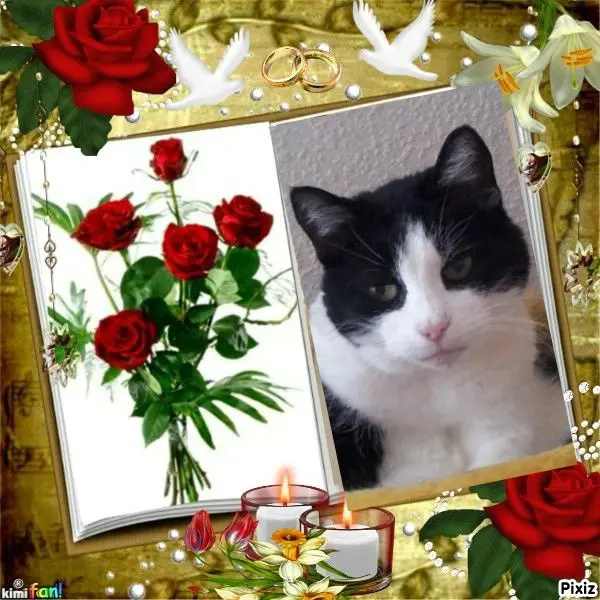 Condolence image of Tanja mit Timmy im Herzen 