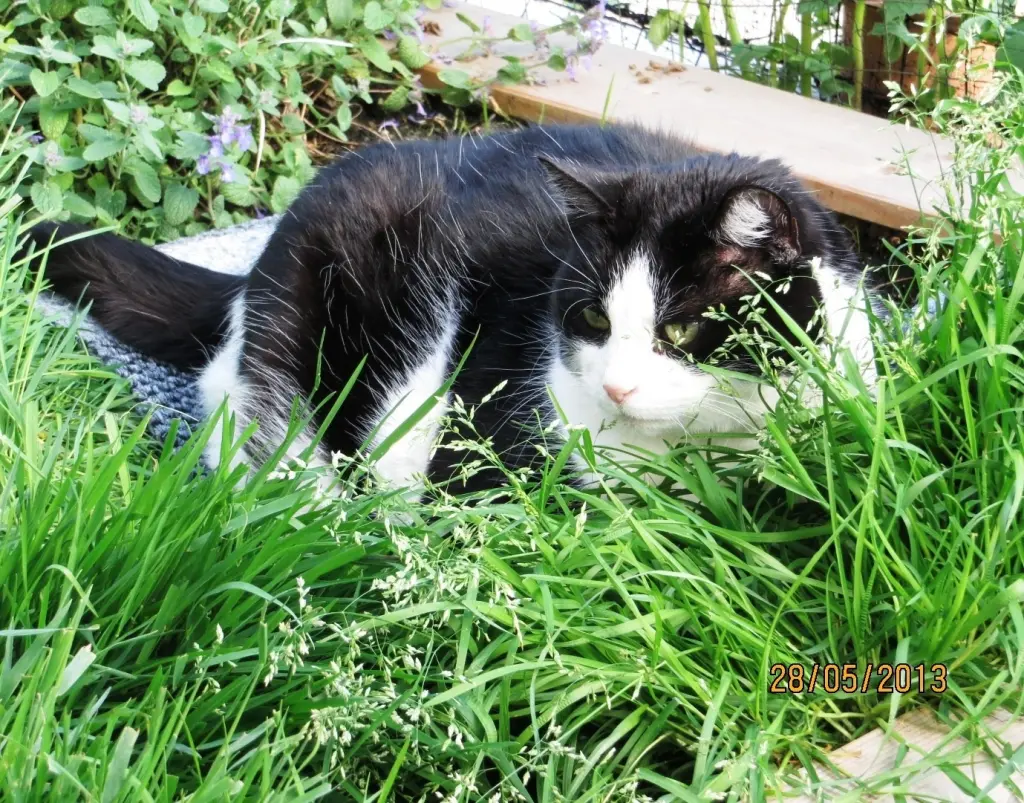 Condolence image of deiner Ilse in Liebe zum 52. Gedenkmonat