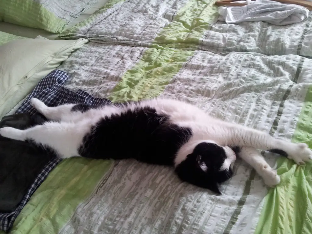 Condolence image of deiner Ilse in Liebe zum 54. Gedenkmonat