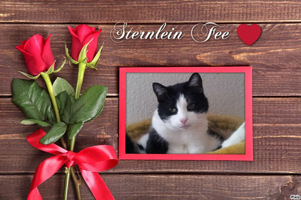 Condolence image of Tanja mit Timmy im Herzen 