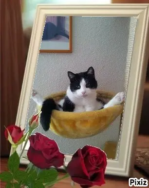 Condolence image of Tanja mit Timmy im Herzen 