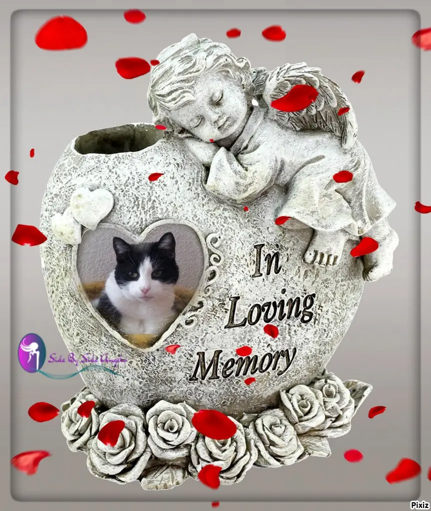Condolence image of Tanja mit Timmy im Herzen 