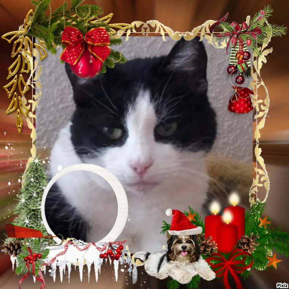 Condolence image of Tanja mit Timmy im Herzen 