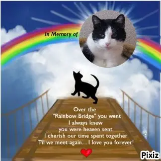 Condolence image of Tanja mit Timmy im Herzen 