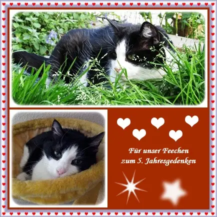 Condolence image of deiner Ilse in Liebe zum 5. Jahresgedenken