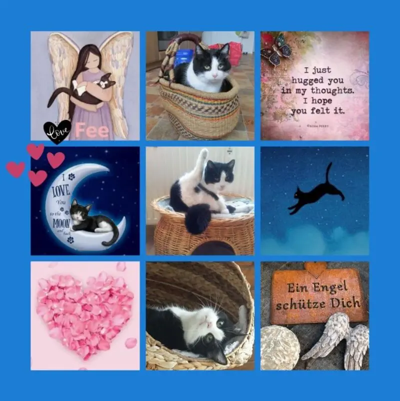 Condolence image of Rosen für Fee zum 5. Sternchentag