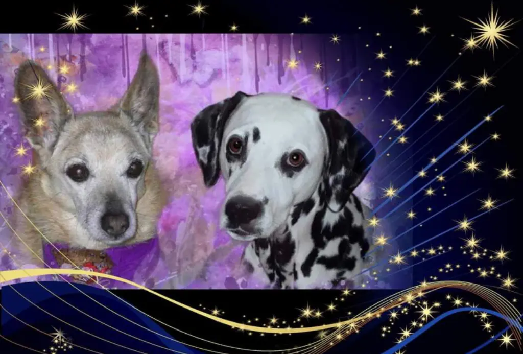 Condolence image of Eine Rose für Fee♥️