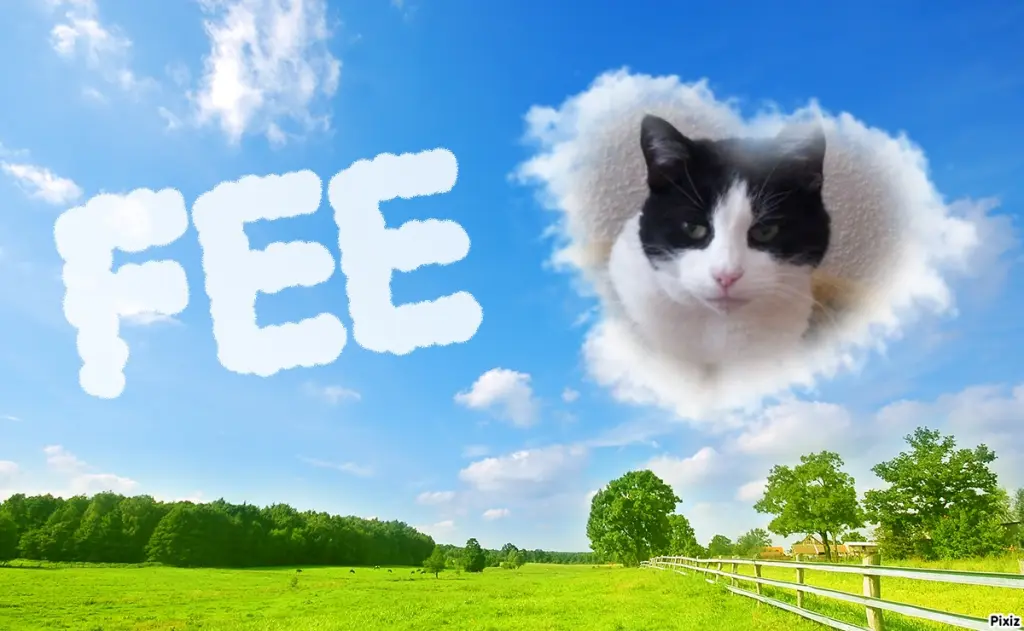 Condolence image of Tanja mit Timmy im Herzen 