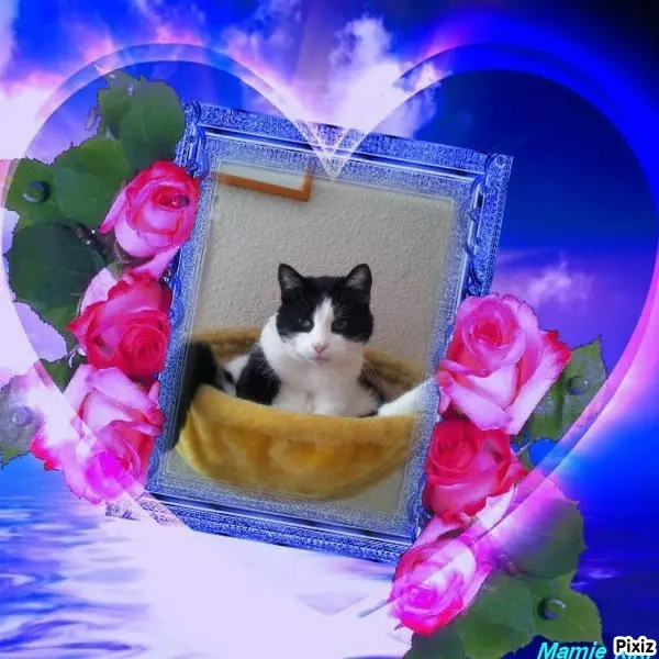 Condolence image of Tanja mit Timmy im Herzen 