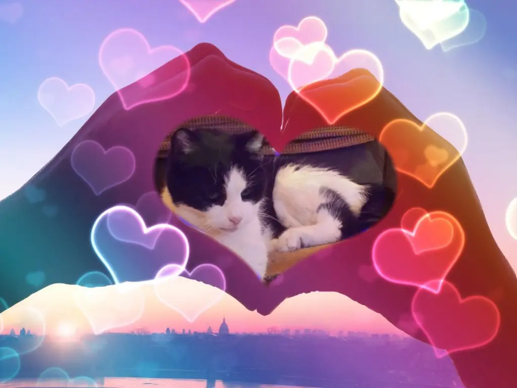 Condolence image of Gute Nacht❤️❤️❤️Mauschen❤️❤️❤️