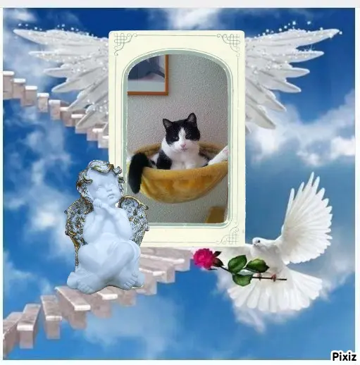 Condolence image of Tanja mit Timmy im Herzen 