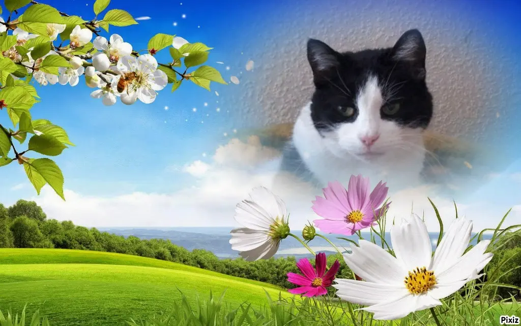 Condolence image of Tanja mit Timmy im Herzen 