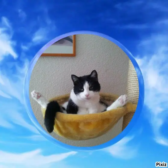 Condolence image of Tanja mit Timmy im Herzen 