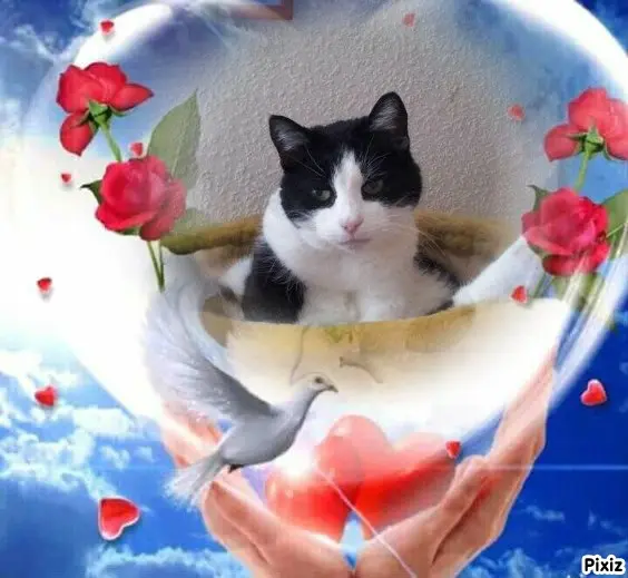 Condolence image of Tanja mit Timmy im Herzen 