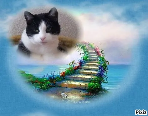 Condolence image of Tanja mit Timmy im Herzen 