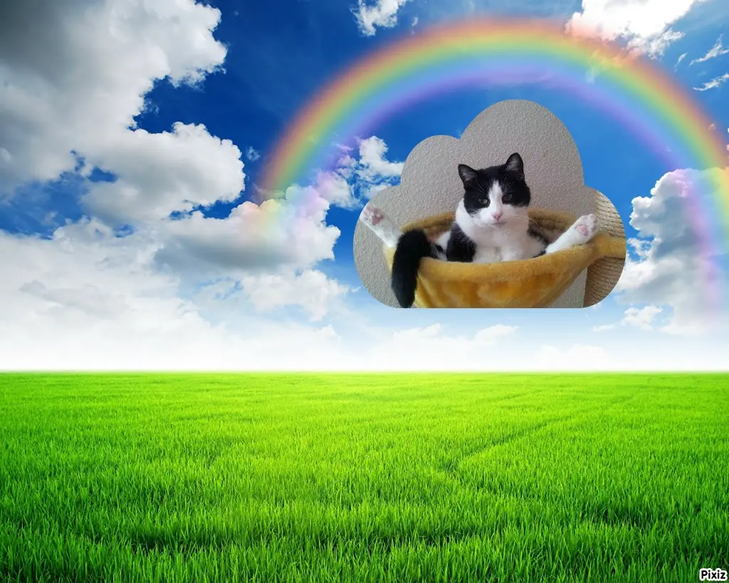 Condolence image of Tanja mit Timmy im Herzen 