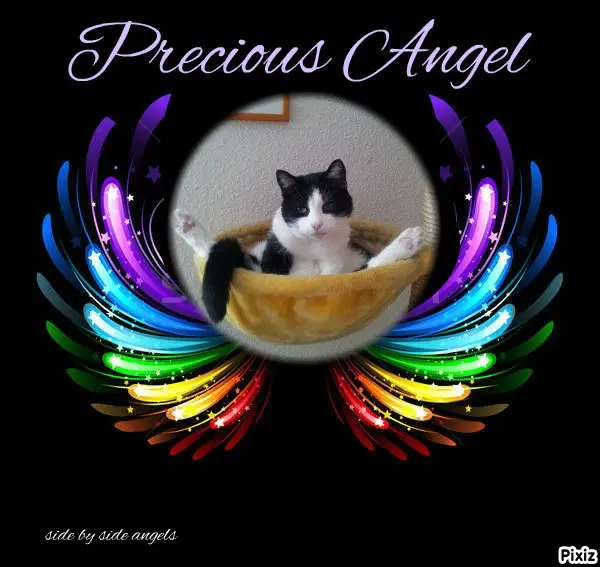 Condolence image of Tanja mit Timmy im Herzen 