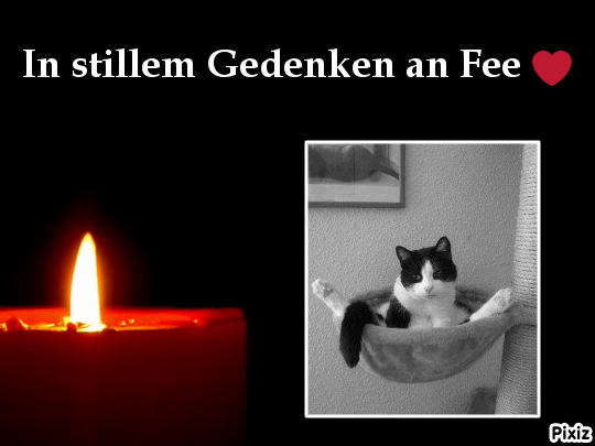 Condolence image of Tanja mit Timmy im Herzen 