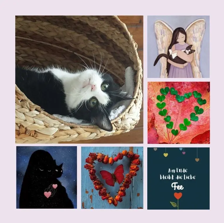 Condolence image of Sternenrosen für Fee zum 6. Jahresgedenken