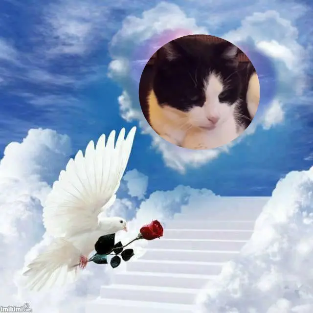 Condolence image of 6. Sternchen❤️Gedenktag❤️