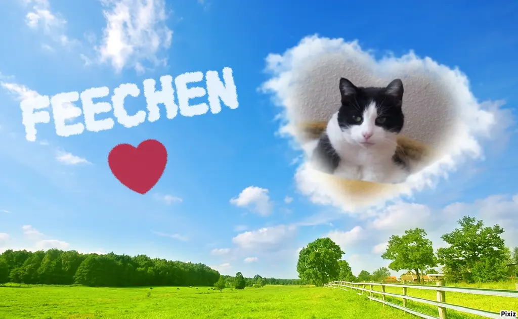 Condolence image of Tanja mit Timmy im Herzen 