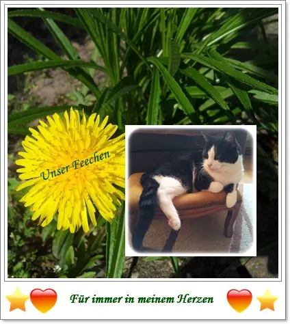 Condolence image of deiner Ilse in Liebe zum 74. Monatsgedenken