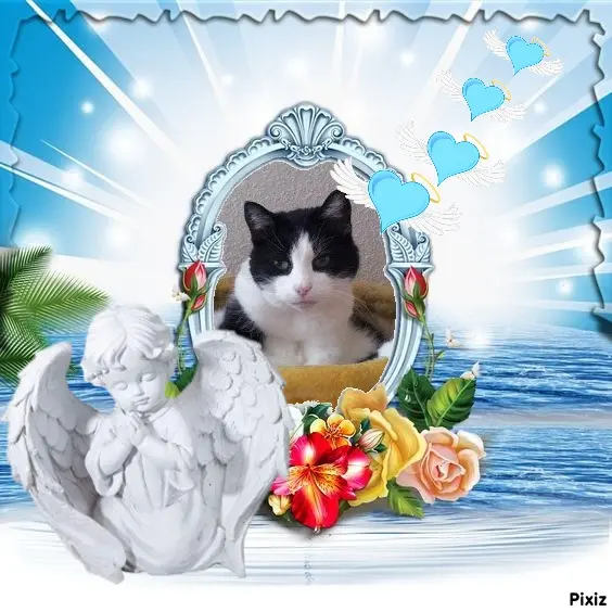 Condolence image of Tanja mit Timmy im Herzen 
