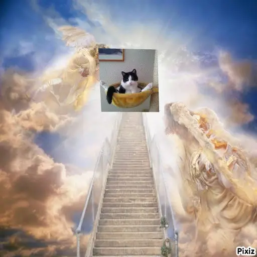 Condolence image of Tanja mit Timmy im Herzen 