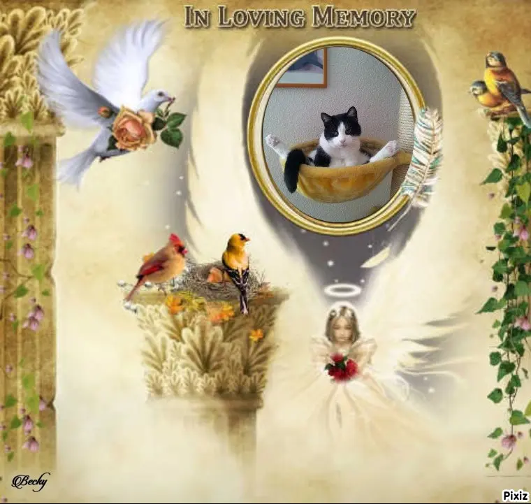 Condolence image of Tanja mit Timmy im Herzen 