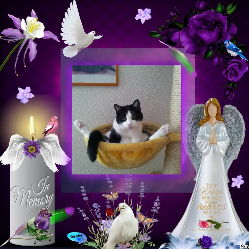 Condolence image of Tanja mit Timmy im Herzen 