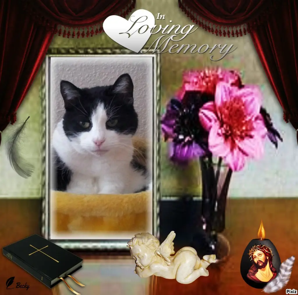 Condolence image of Tanja mit Timmy im Herzen 