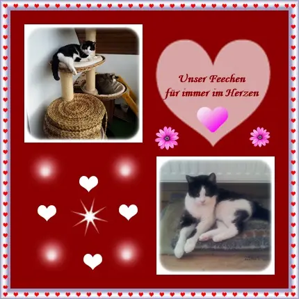 Condolence image of deiner Ilse in Liebe zum 81. Monatsgedenken