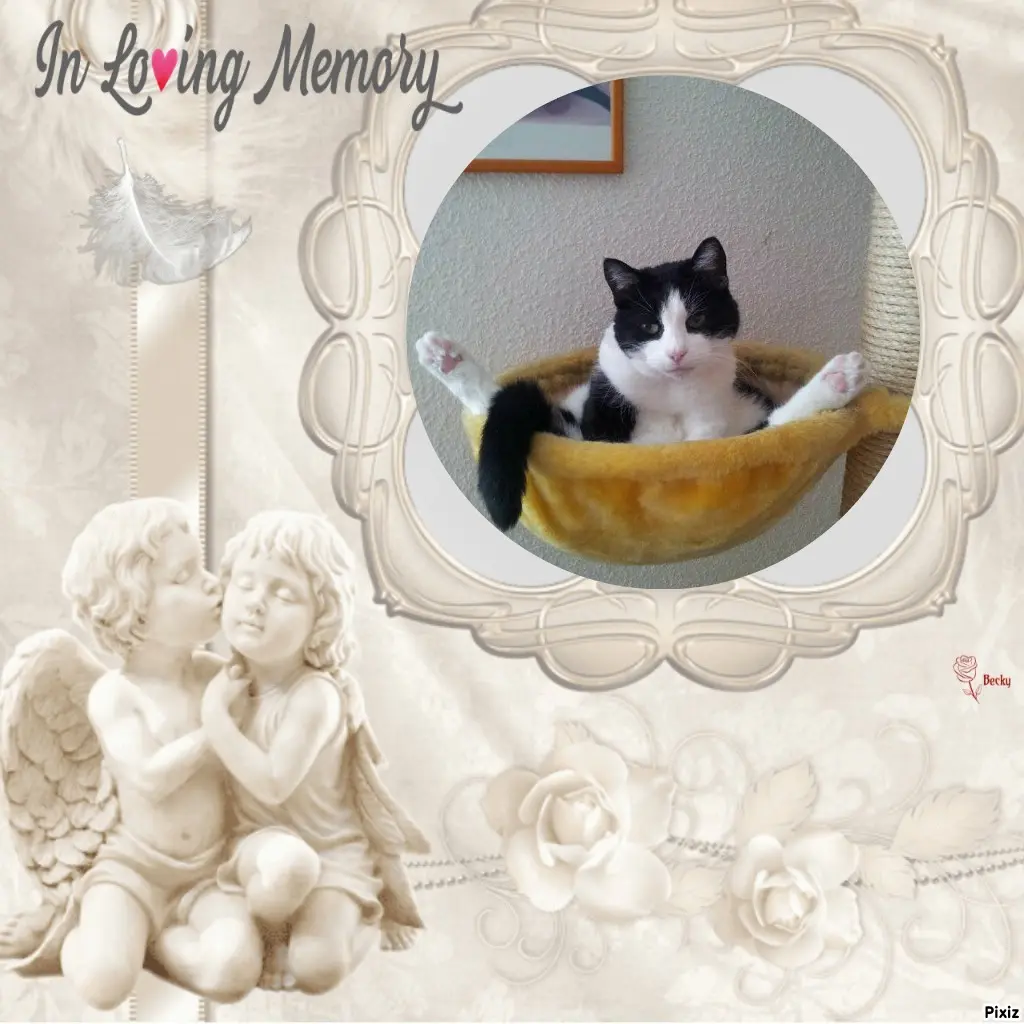 Condolence image of Tanja mit Timmy im Herzen 